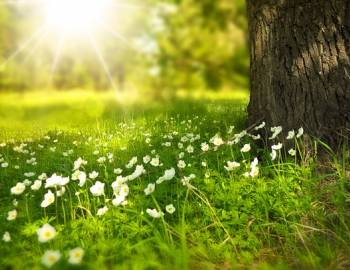 Spring Guide in Savannah