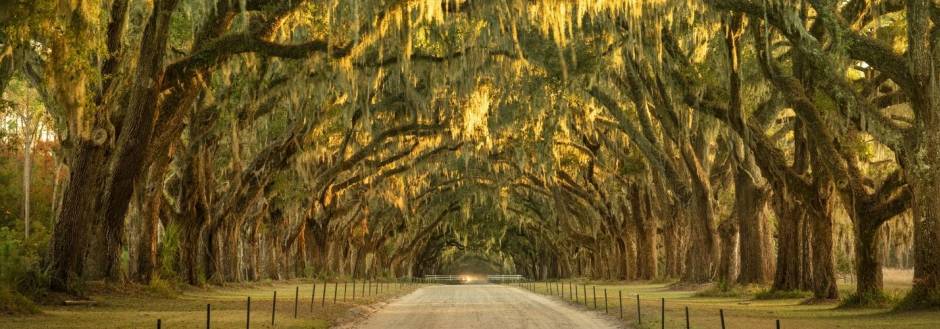 Savannah in the Fall